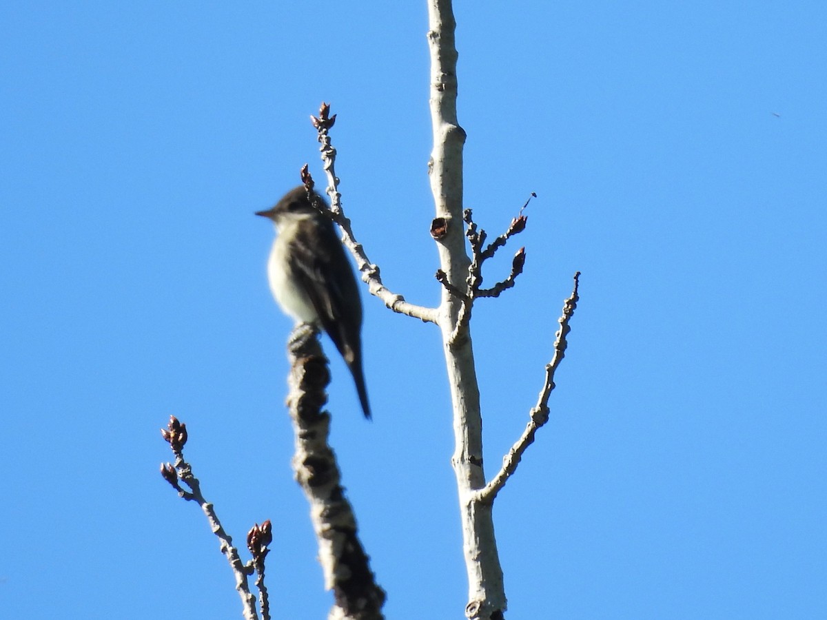 Eastern Wood-Pewee - Sue Ascher