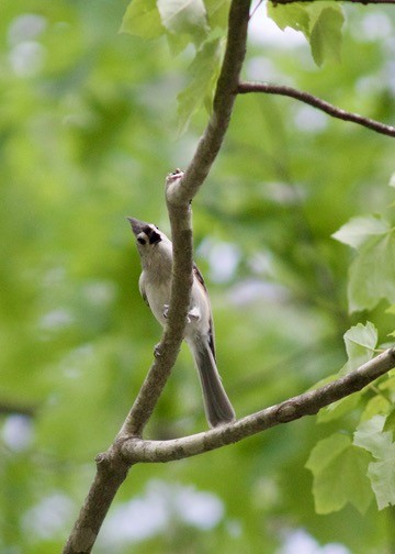 Tufted Titmouse - Sarah R