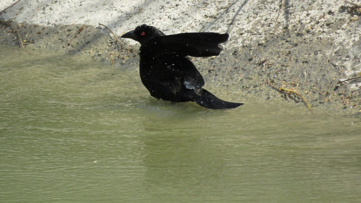 Bronzed Cowbird - ML619591267