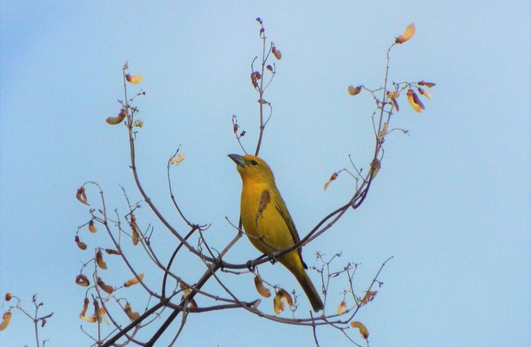 Hepatic Tanager - Henrique Heidi Horiyshi