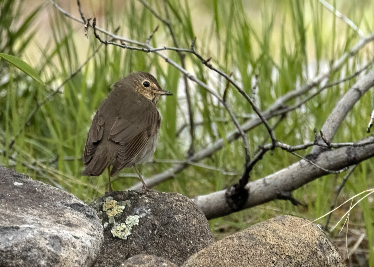 Swainson's Thrush - Bob Martinka