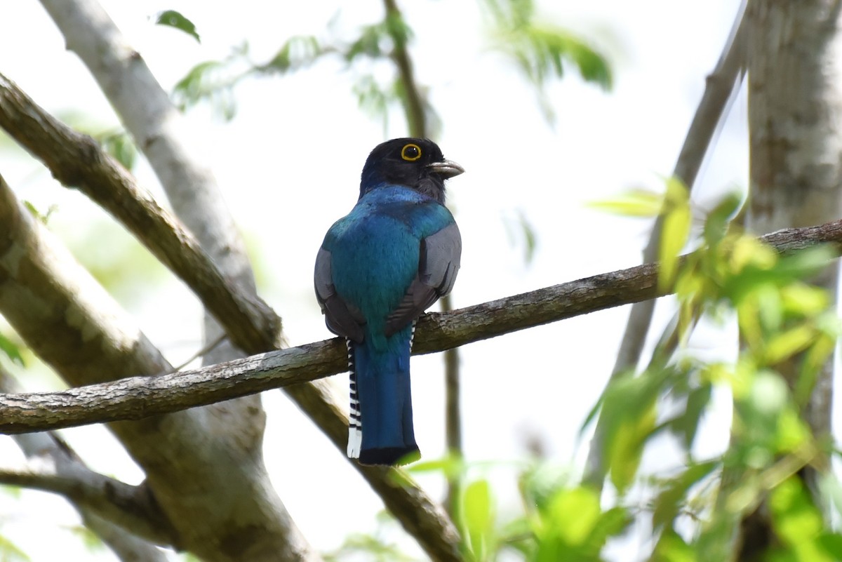 Gartered Trogon - Bruce Mast