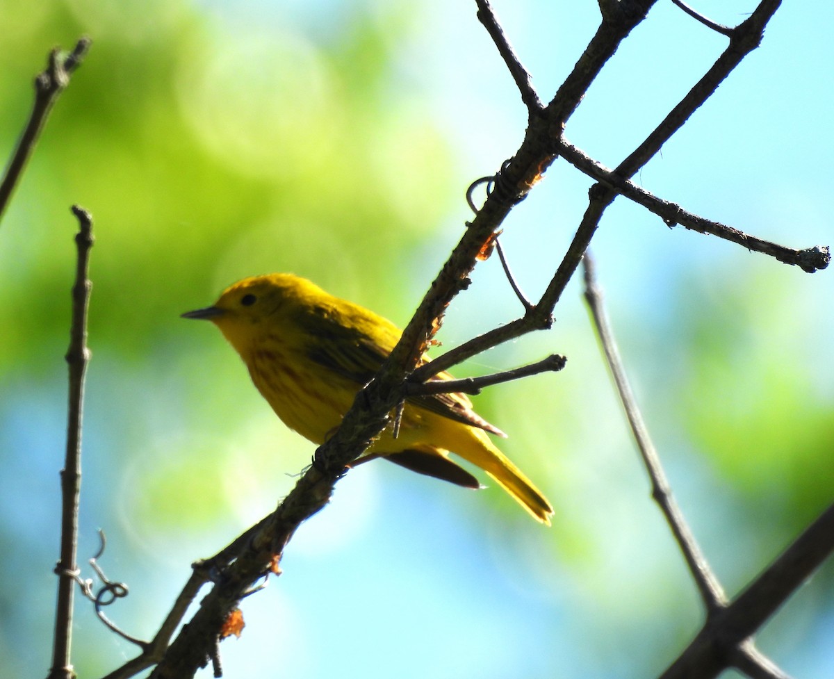 Yellow Warbler - Sue Ascher