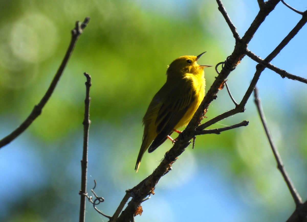 Yellow Warbler - Sue Ascher
