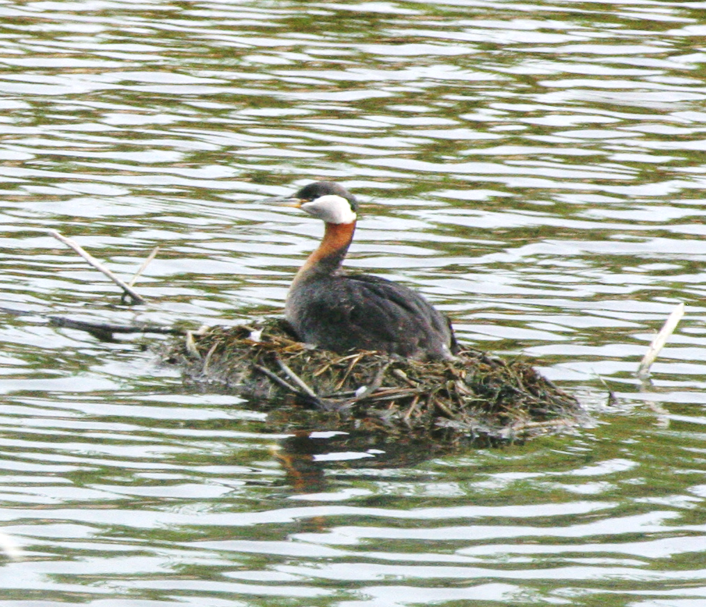 Red-necked Grebe - Muriel & Jennifer Mueller