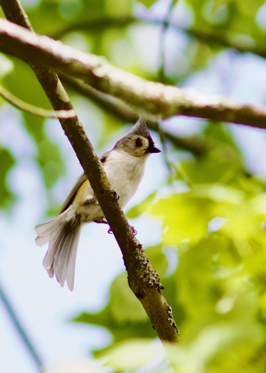 Tufted Titmouse - Sarah R