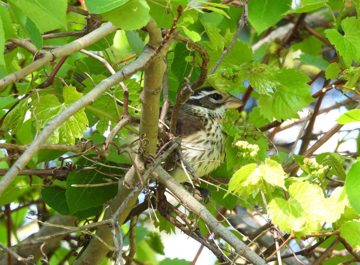 Rose-breasted Grosbeak - Sue Ascher