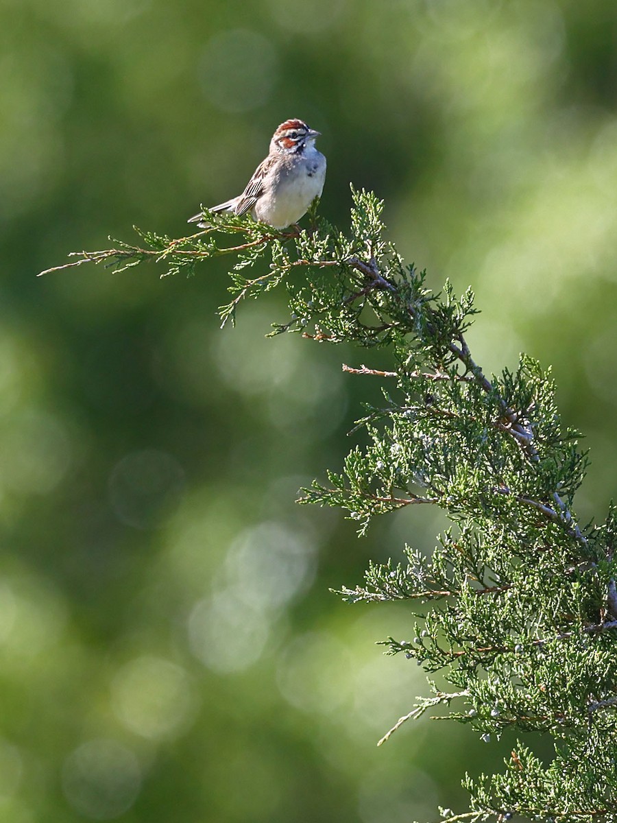 Lark Sparrow - Claire Werner