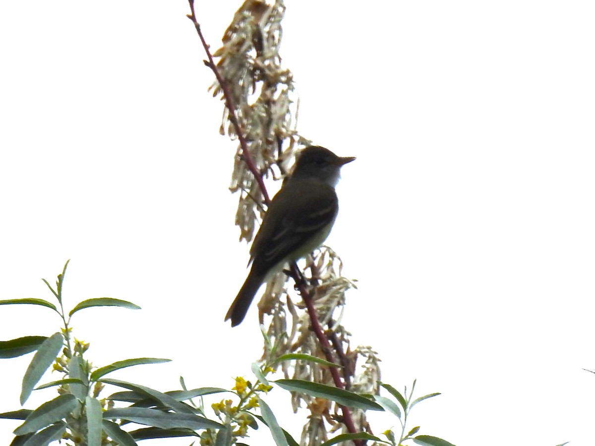 Willow Flycatcher - Mark Sweeney