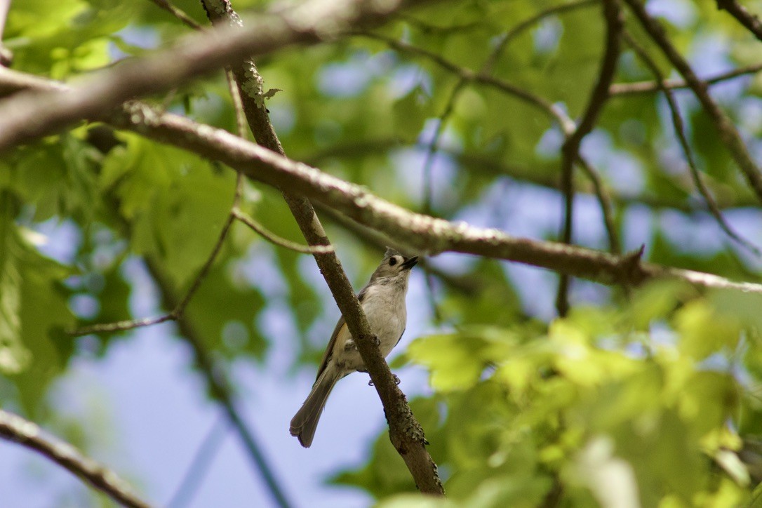 Tufted Titmouse - Sarah R