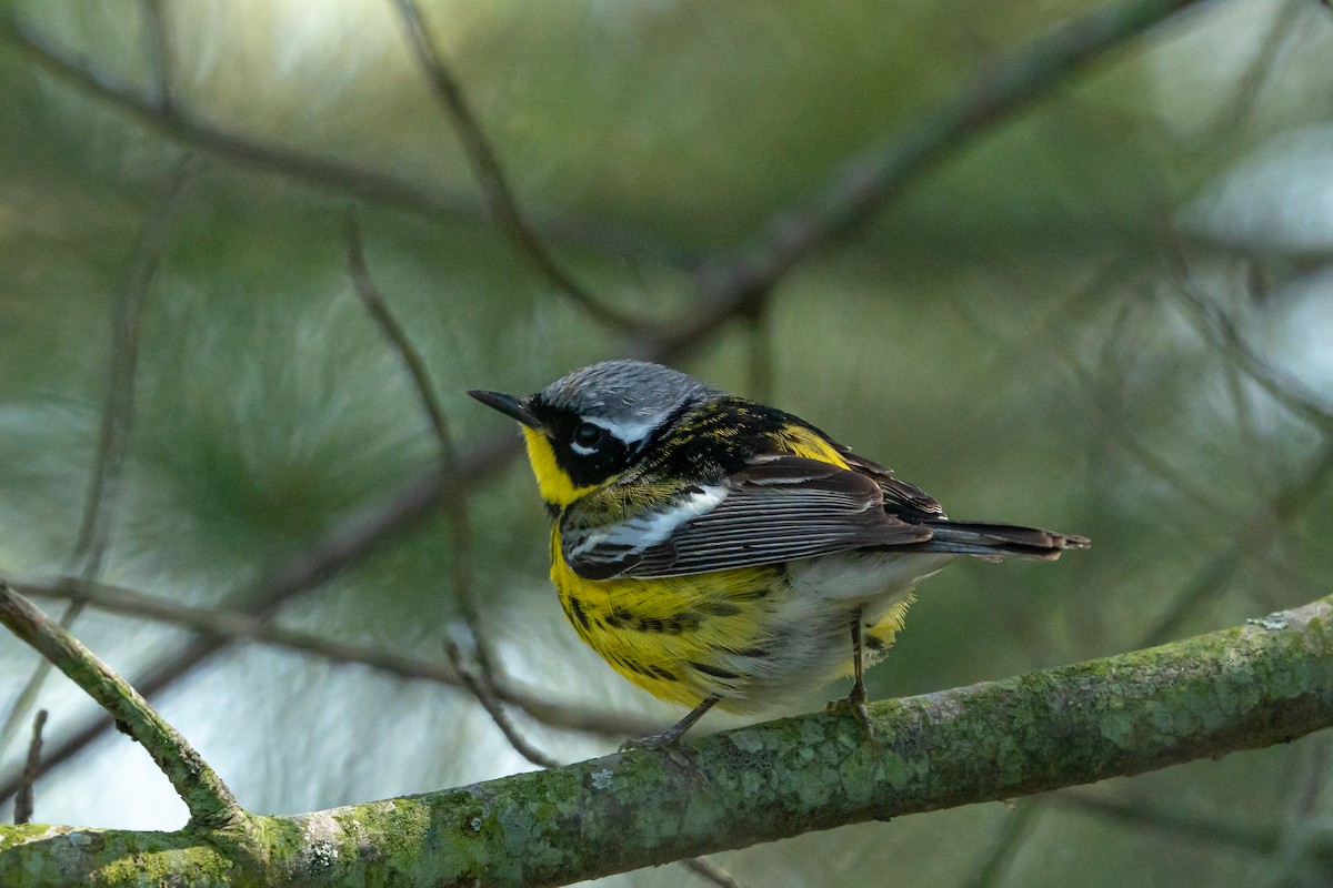 Magnolia Warbler - Brendan Montie