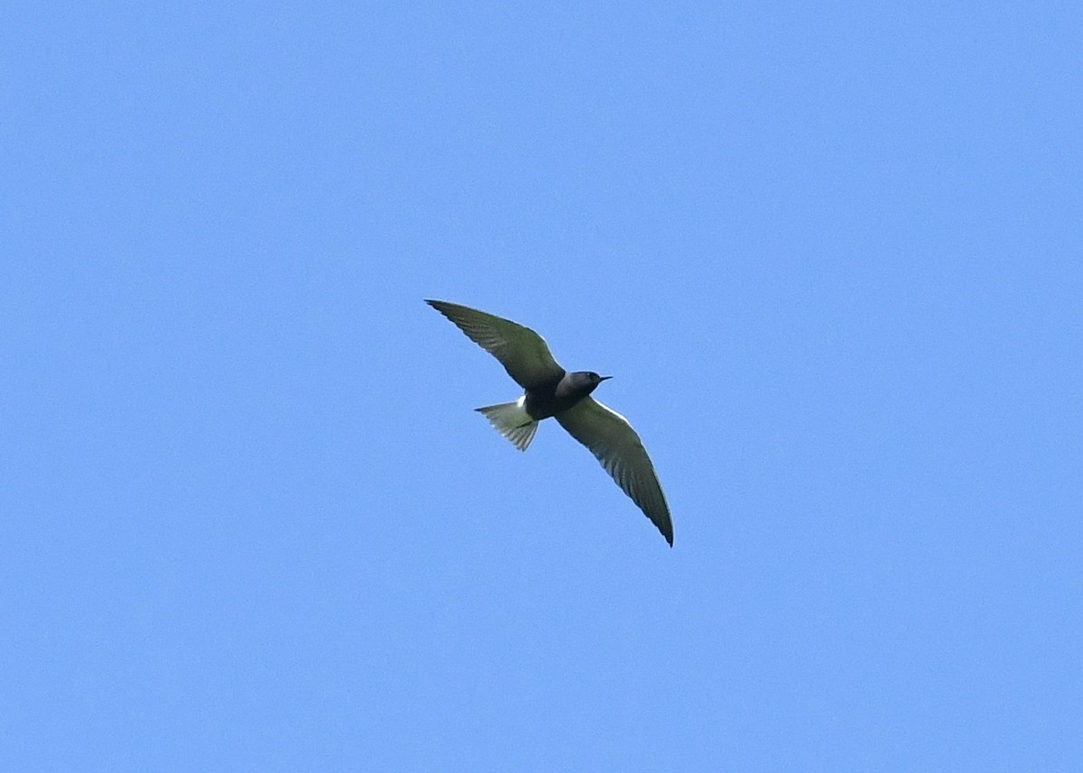 Black Tern - Gary Chapin