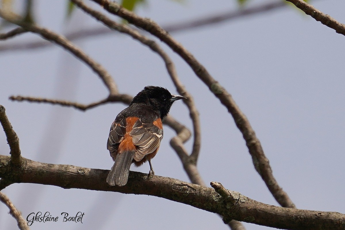 Orchard Oriole - Réal Boulet 🦆