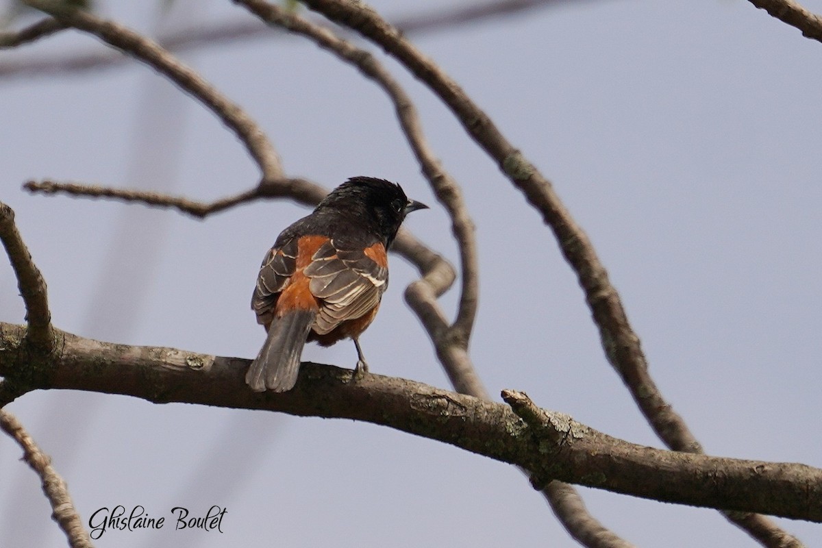 Orchard Oriole - Réal Boulet 🦆