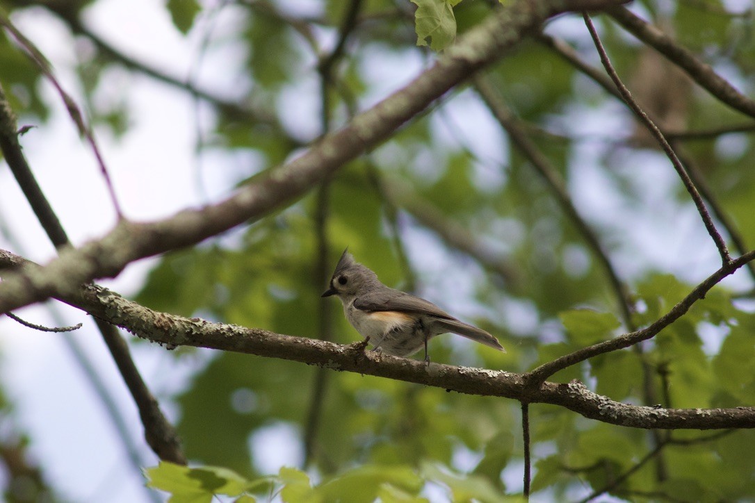 Tufted Titmouse - Sarah Roberts