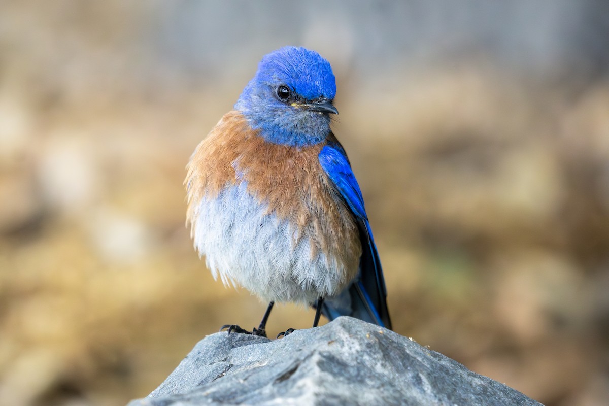 Western Bluebird - Carla Butz