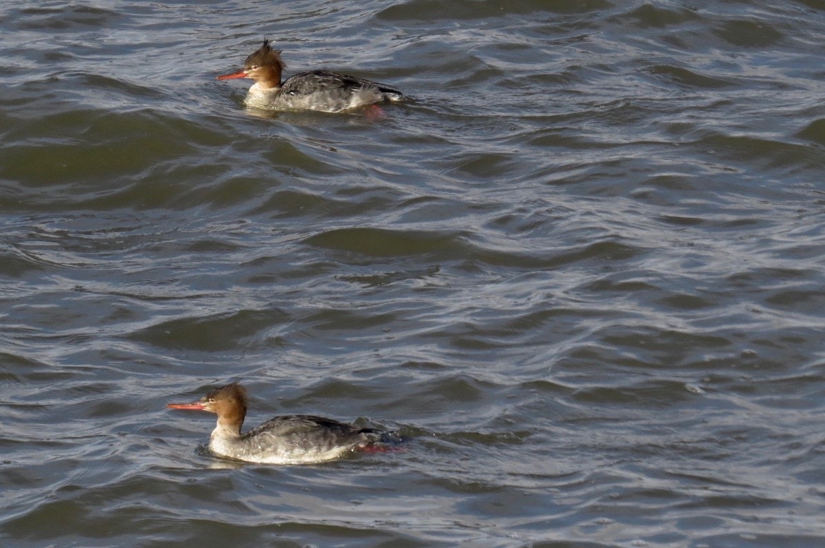 Red-breasted Merganser - Linda  LaBella