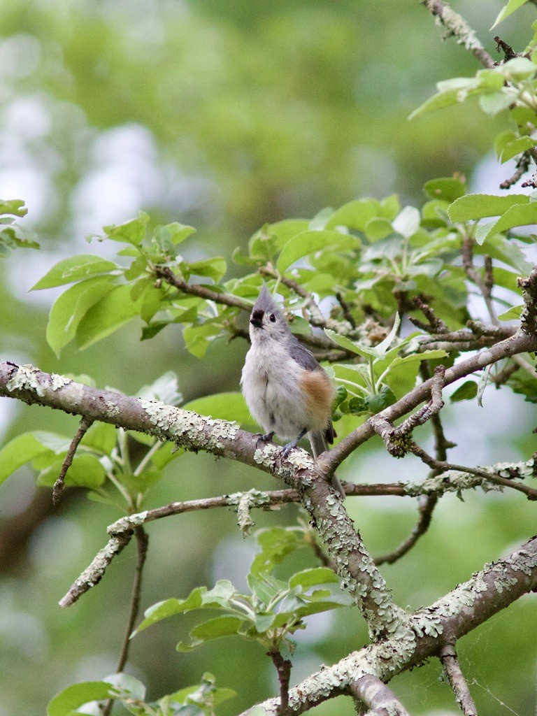 Tufted Titmouse - Sarah R