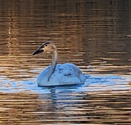 Tundra Swan - ML619591321