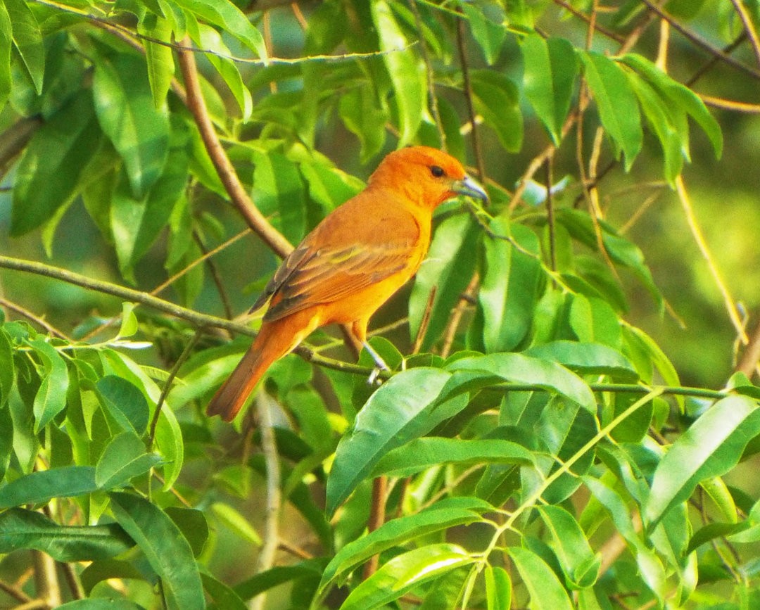 Hepatic Tanager (Lowland) - Henrique Heidi Horiyshi