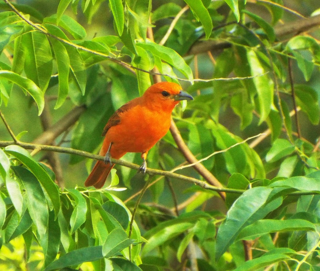 Hepatic Tanager (Lowland) - Henrique Heidi Horiyshi