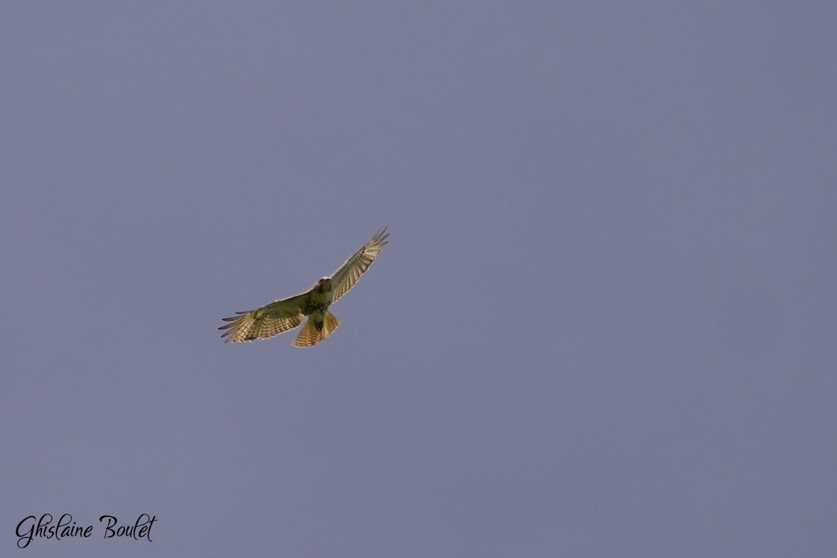 Red-tailed Hawk - Réal Boulet 🦆