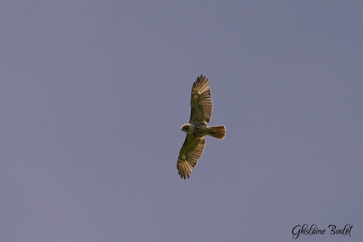 Red-tailed Hawk - Réal Boulet 🦆