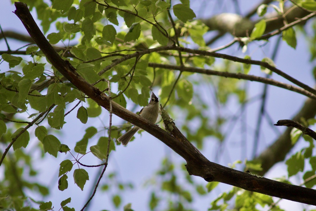 Tufted Titmouse - Sarah R