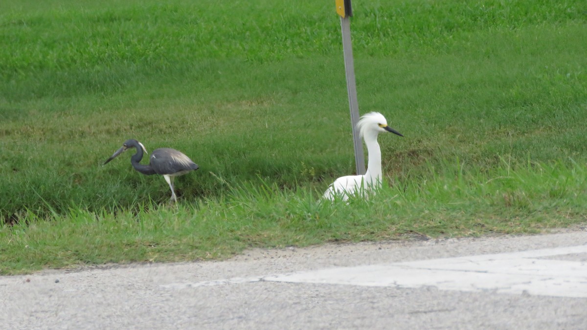 Tricolored Heron - ML619591333