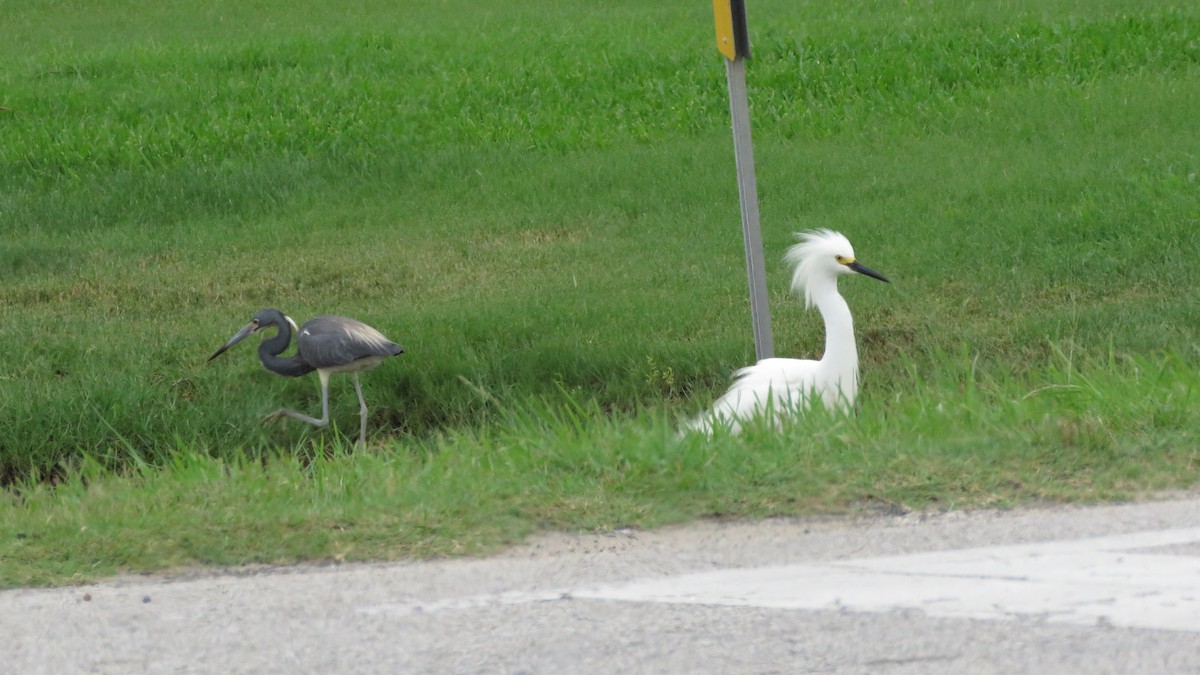 Snowy Egret - ML619591339