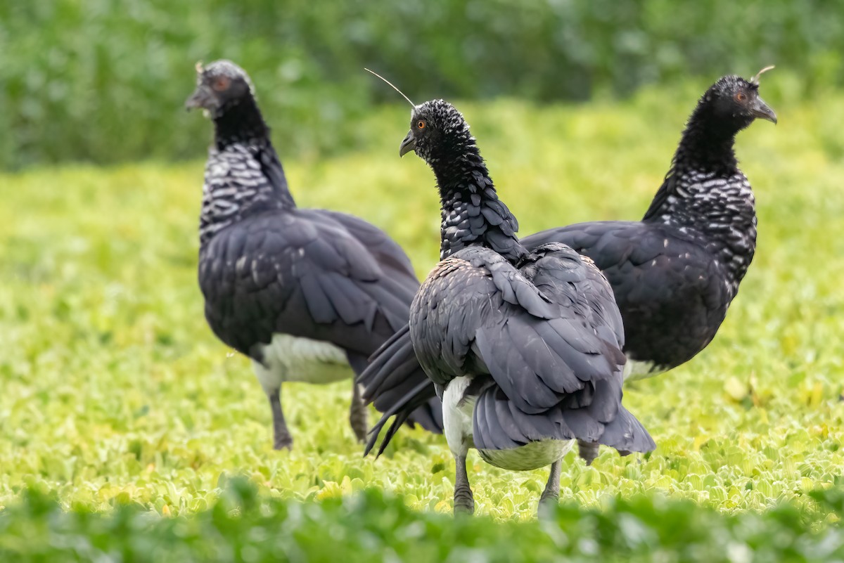 Horned Screamer - Jhonathan Miranda - Wandering Venezuela Birding Expeditions