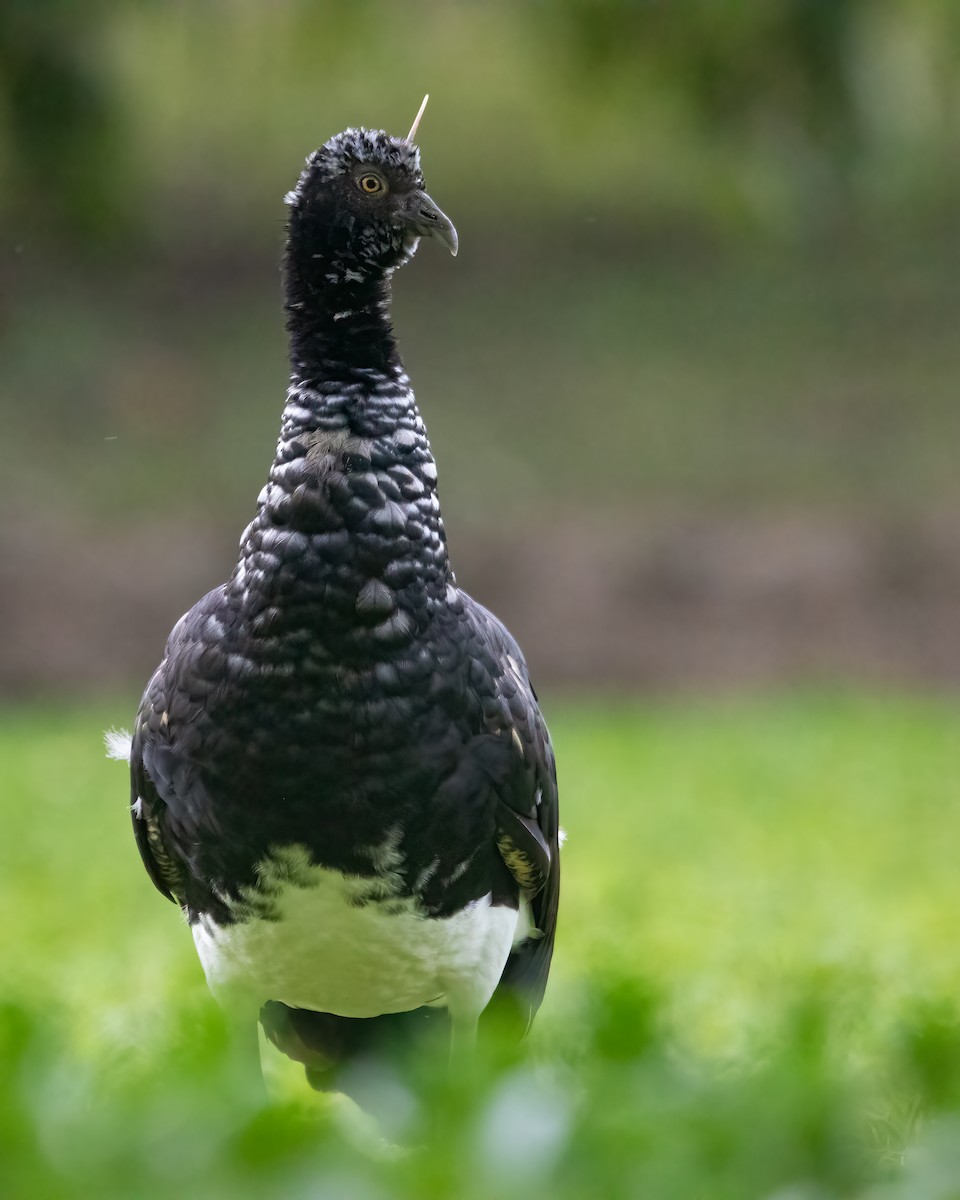 Horned Screamer - Jhonathan Miranda - Wandering Venezuela Birding Expeditions