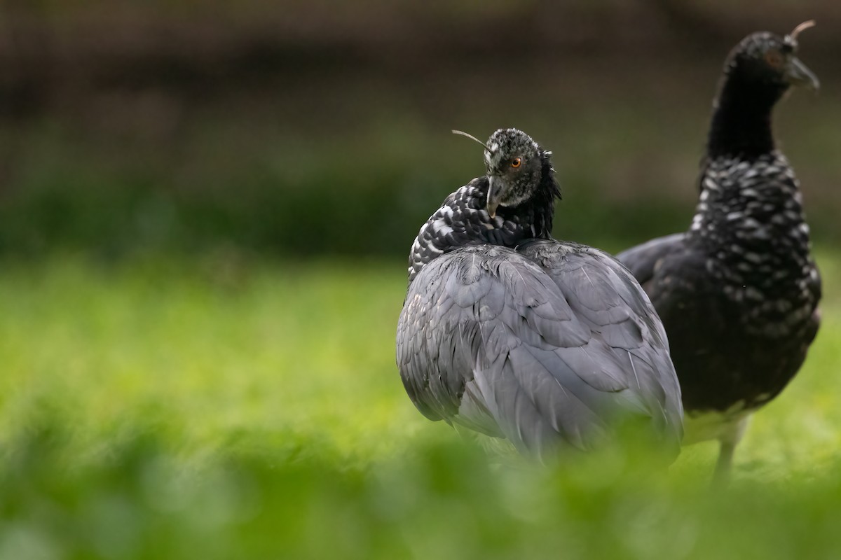 Horned Screamer - Jhonathan Miranda - Wandering Venezuela Birding Expeditions