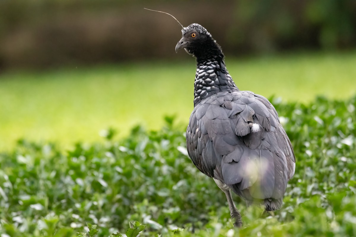 Horned Screamer - Jhonathan Miranda - Wandering Venezuela Birding Expeditions