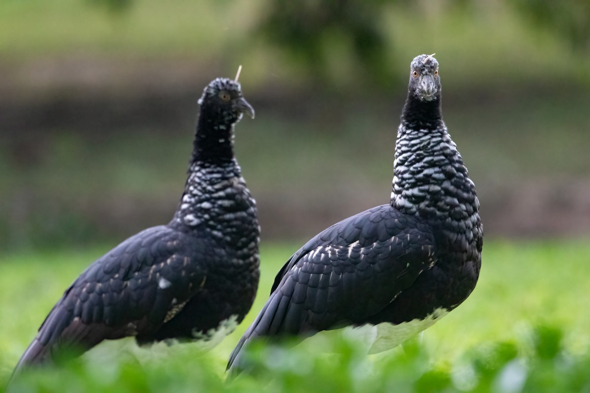 Horned Screamer - Jhonathan Miranda - Wandering Venezuela Birding Expeditions