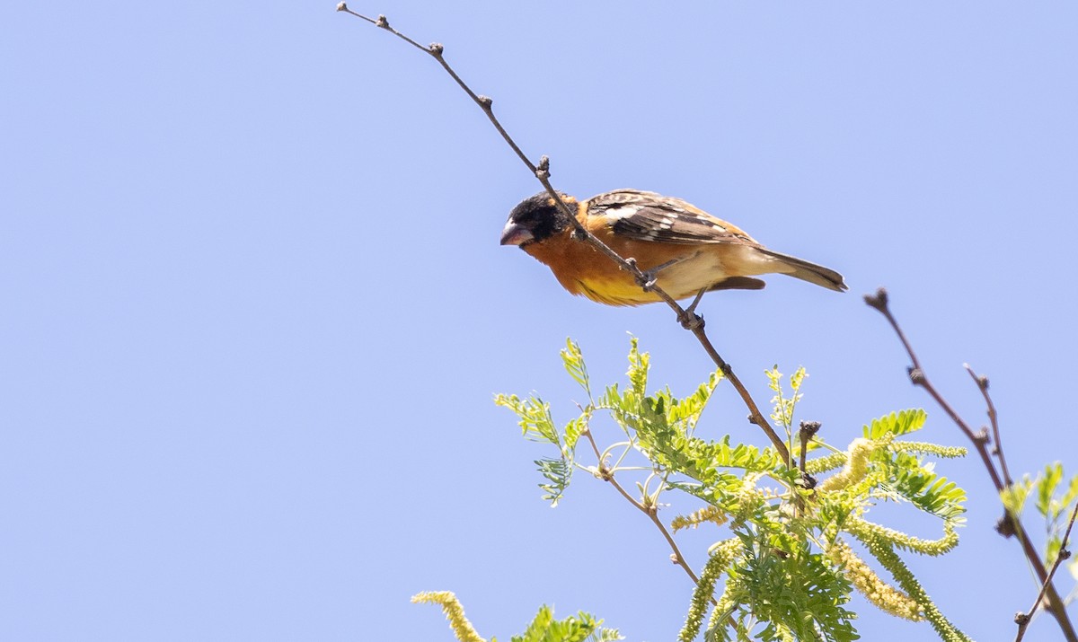 Black-headed Grosbeak - Nick Pulcinella