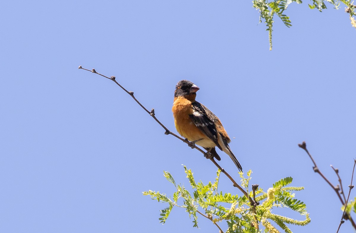 Black-headed Grosbeak - Nick Pulcinella