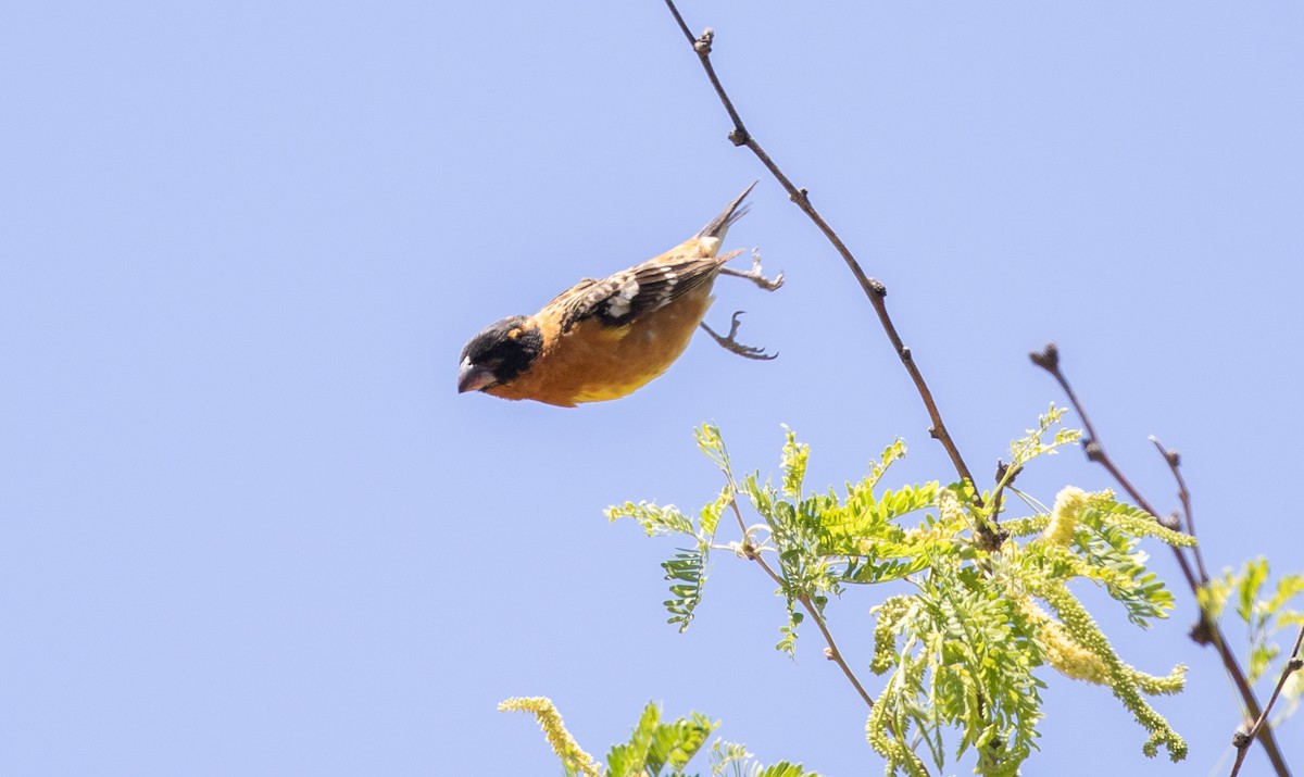 Black-headed Grosbeak - Nick Pulcinella