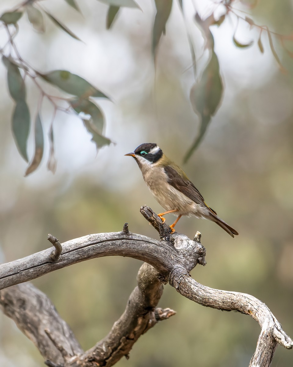 Black-chinned Honeyeater - ML619591356