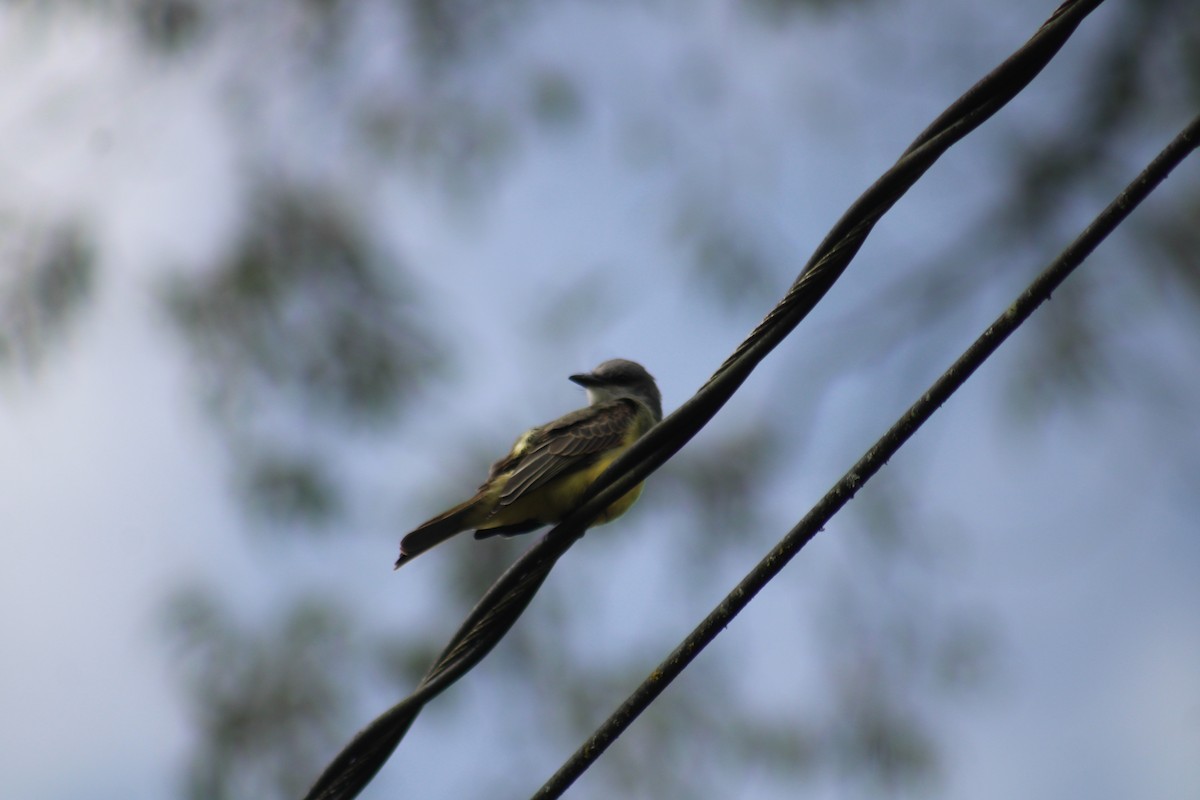 Tropical Kingbird - Juan Rafael Gomez Arbelaez