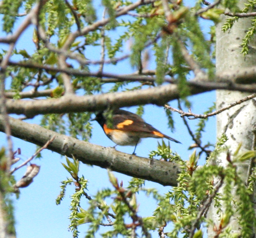 American Redstart - Muriel & Jennifer Mueller