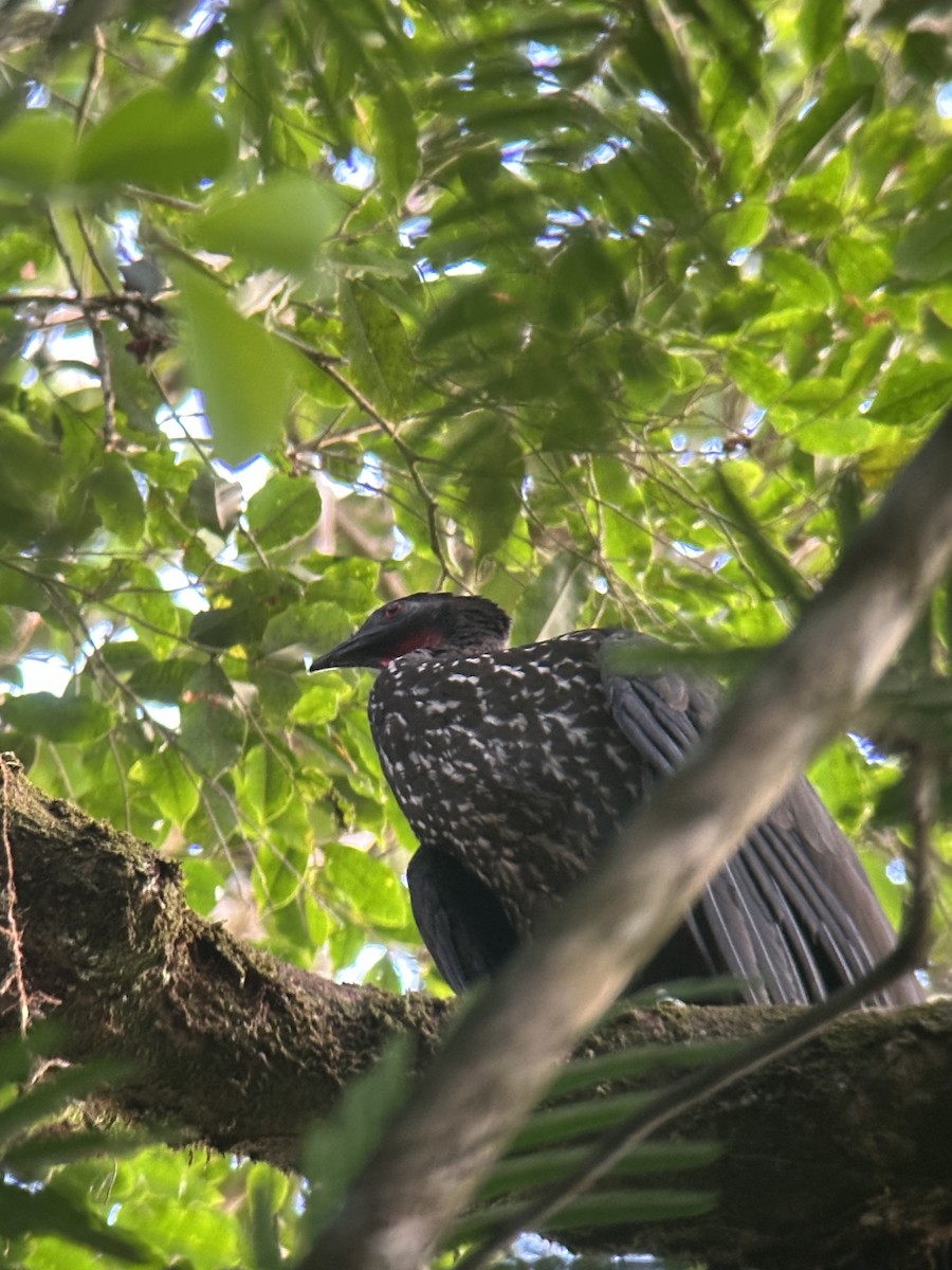 Crested Guan - Luis Enrique Fernández Sánchez