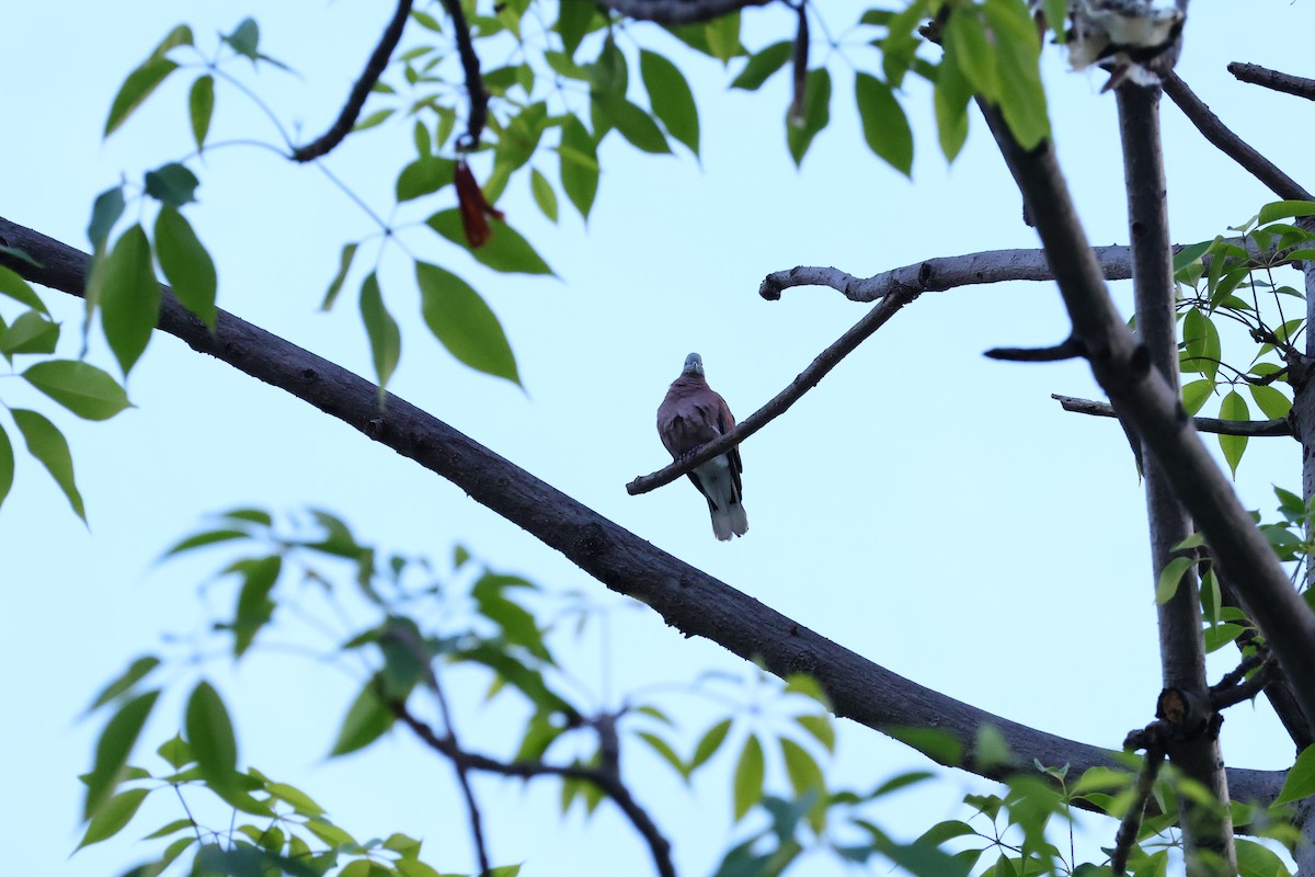Red Collared-Dove - Ying ZHOU