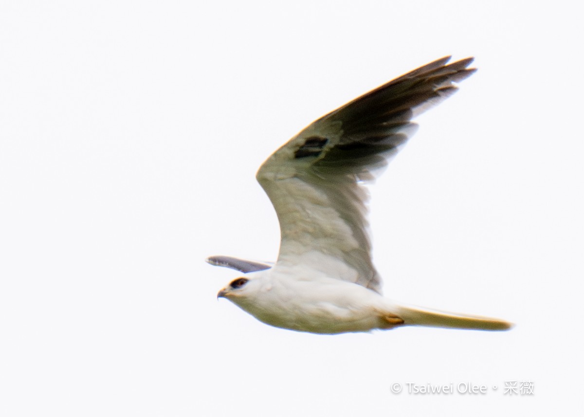 White-tailed Kite - Tsaiwei Olee