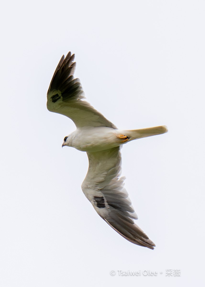 White-tailed Kite - Tsaiwei Olee