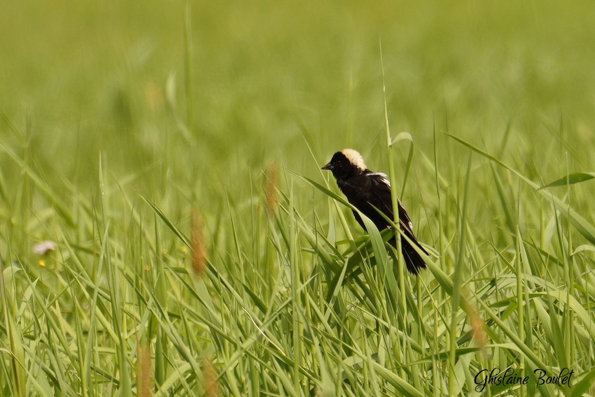 Bobolink - Réal Boulet 🦆