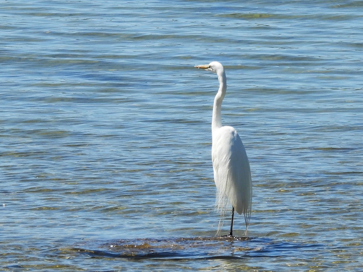 Great Egret - ML619591370