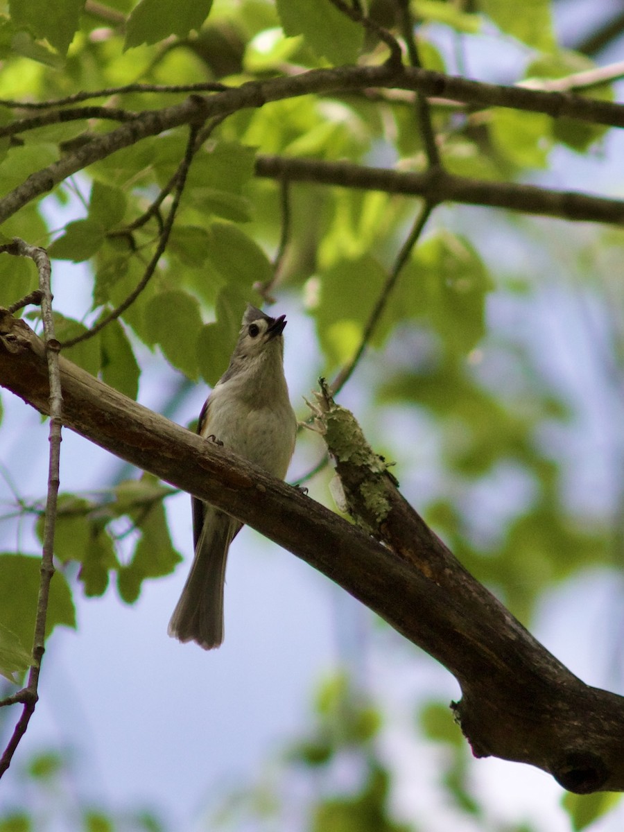 Tufted Titmouse - Sarah R