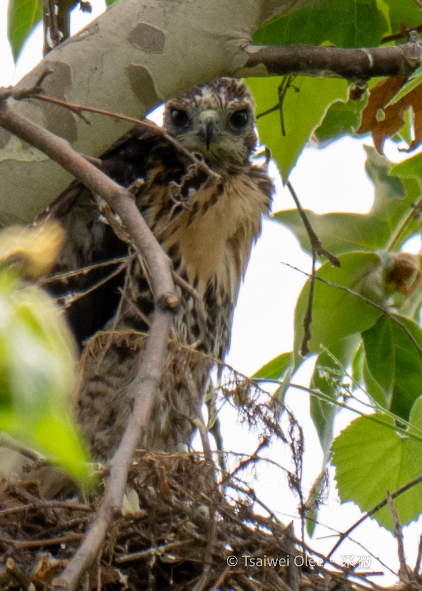 Red-tailed Hawk - Tsaiwei Olee