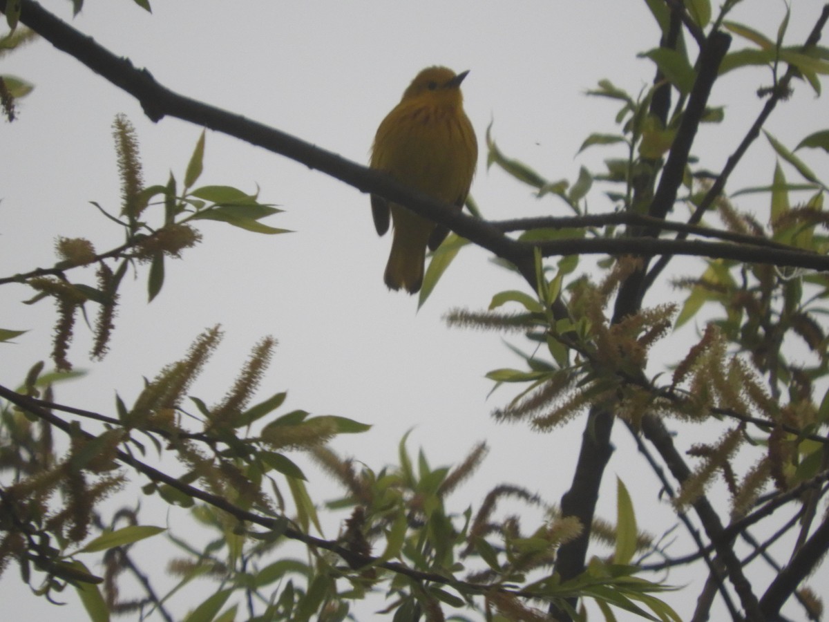 Yellow Warbler - Thomas Bürgi